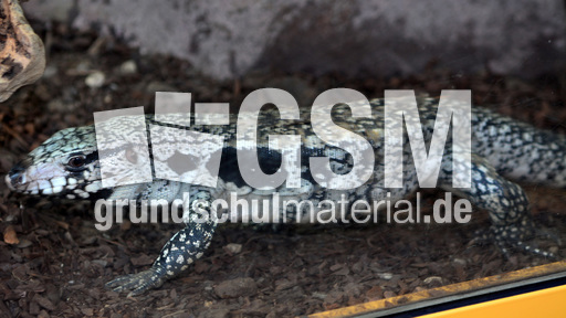 Schwarzweißer Teju (1).jpg